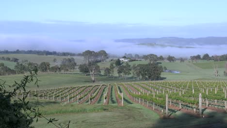 Australia-Outlook-Hill-Vineyard-View-With-Valley-Fog
