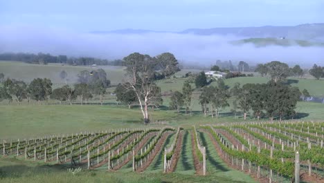 Australia-Outlook-Hill-Zooms-From-Vineyard-View