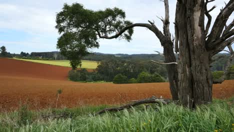 Australia-Victoria-Nudoso-árbol-Y-Campos