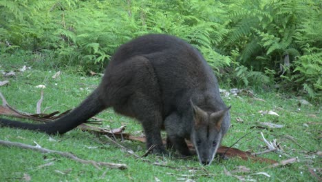 Australien-Yarra-Streift-Wallaby-Weidet-Und-Sieht-Sich-Dann-Um