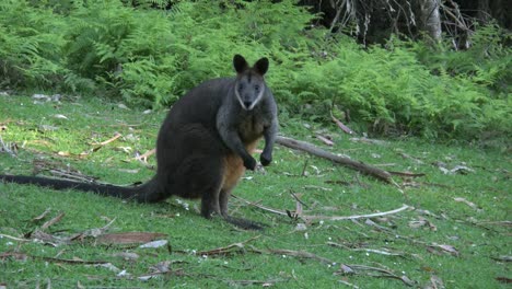 Australien-Yarra-Reicht-Wallaby-Nickt-Mit-Dem-Kopf
