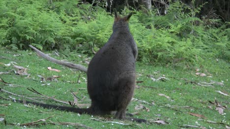 Australien-Yarra-Reicht-Wallaby-Turns