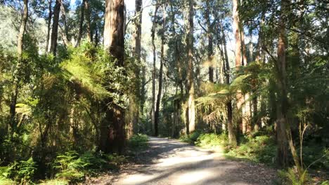 Australien-Yarra-Reicht-Gum-Forest-Road