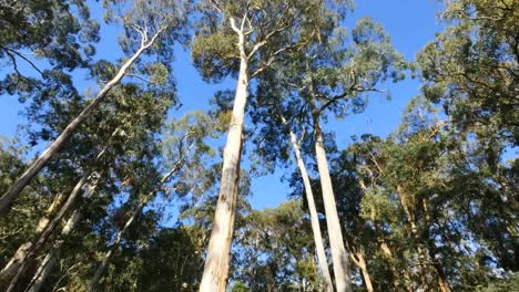 Australien-Yarra-Reicht-Gummiwald-Nach-Unten-Kippen