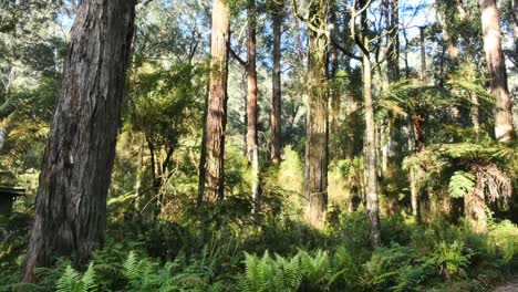 Australia-Yarra-Ranges-Gum-Forest-Trees