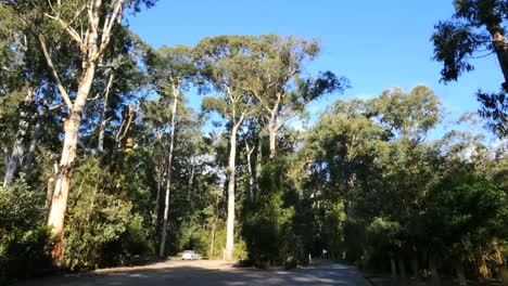 Australia-Yarra-Ranges-Gum-Forest-With-Car-For-Scale