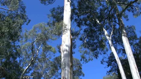 Australien-Yarra-Reicht-Zahnfleischneigung-Gum