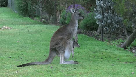 Canguro-Australiano-Con-Joey-De-Pie