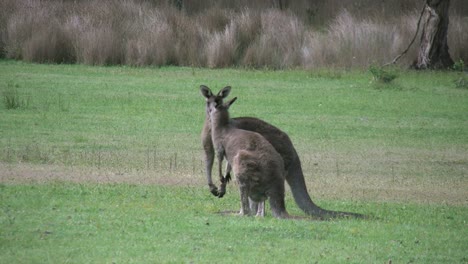 Canguros-De-Australia-Juntos-En-La-Brecha-De-Pasillos