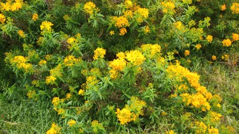 Australia-Arbusto-De-Flores-Amarillas