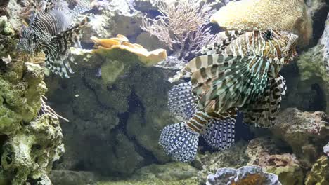 Lion-Fish-Swimming-Around