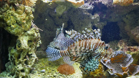 Lion-Fish-Swimming