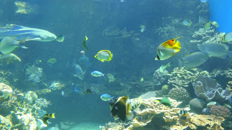 Viele-Fische-Und-Sich-Nähernder-Hai