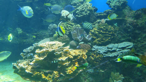 Viele-Fische-Schwimmen-Vorbei