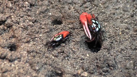 New-Caledonia-Crabs-Interact