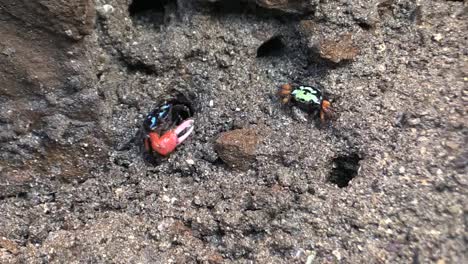 New-Caledonia-Two-Crabs-Moving-On-Sandy-Bottom