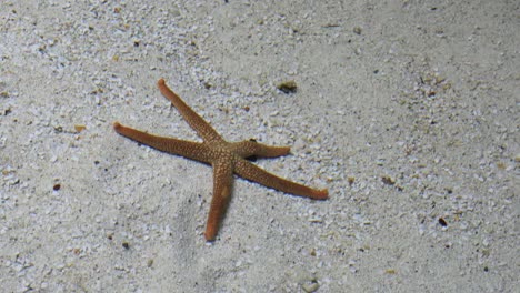 Seestern-Auf-Sand