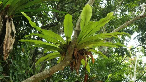 Vanuatu-Fern