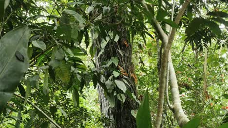 Vanuatu-Dschungelreben-Auf-Baumstamm