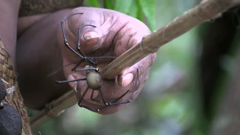 Vanuatu-Spider-On-A-Stick