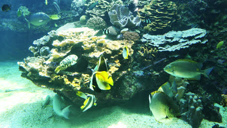 Yellow-And-Black-Fish