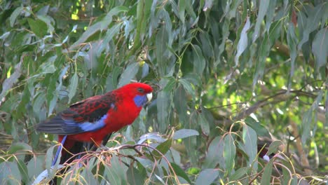 Australia-Crimson-Rosella-On-Tree