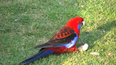 Australien-Crimson-Rosella-Papagei-Isst-Banane