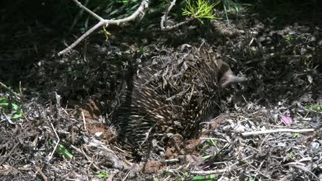 Australien-Echidna-Bewegt-Sich-Und-Streckt-Die-Nase-Raus