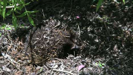 Australia-Echidna-With-Nose