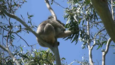 Australien-Koala-Hält-Beim-Essen-Einen-Zweig-Im-Gummibaum