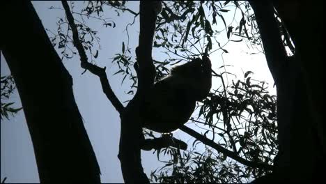 Australia-Koala-In-Gum-Tree-Backlit-Eating