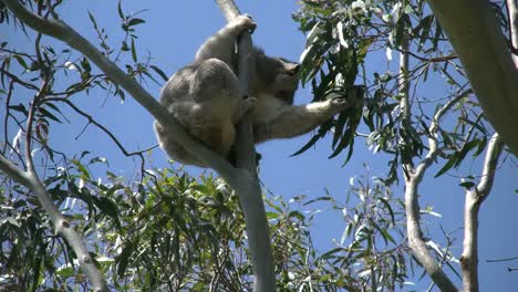 Australien-Koala-Im-Gummibaum-Frisst-Blätter