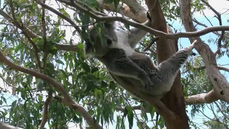 Australien-Koala-In-Baumbewegung