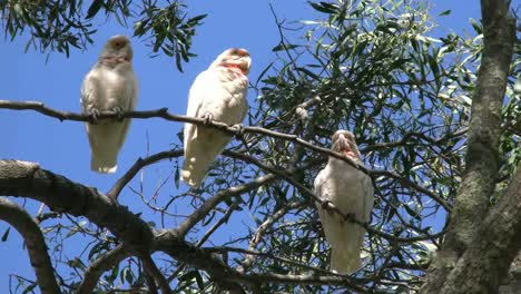 Australia-Long-Billed-Corella-Birds-Gum-Tree-One-Flies-Zoom-In