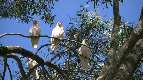 Australia-Long-Billed-Corella-Birds-In-Gum-Tree-Zooms-In