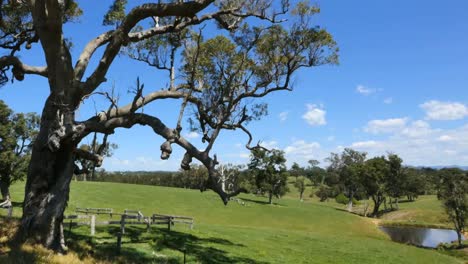 Australien-Mumbulla-Baum-Und-Ansichtspfanne