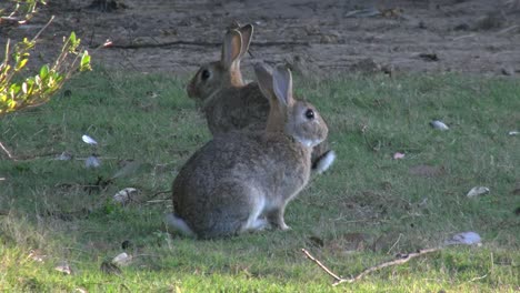 Australia-Murramarang-Beach-Bunny-Rabbits-Sitting-On-Grass-Pan