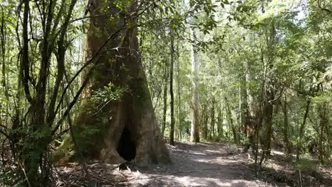 Australien-Otway-Np-Baum-Und-Pfad