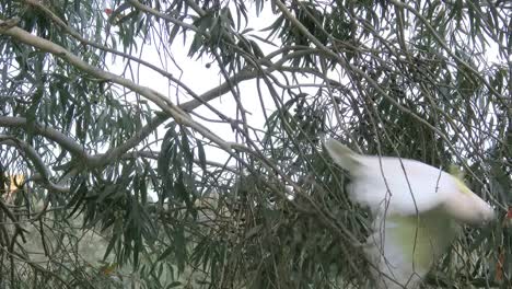 Cacatúa-Con-Cresta-De-Azufre-De-Australia-En-árbol-Vuela-Lento