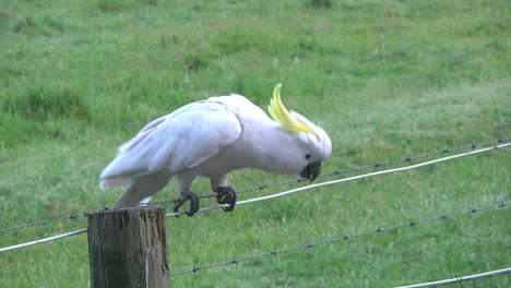 Australia-Cacatúa-Con-Cresta-De-Azufre-En-Un-Cable