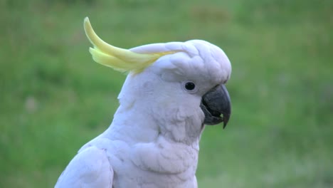 Australia-Cacatúa-Con-Cresta-De-Azufre-Posando