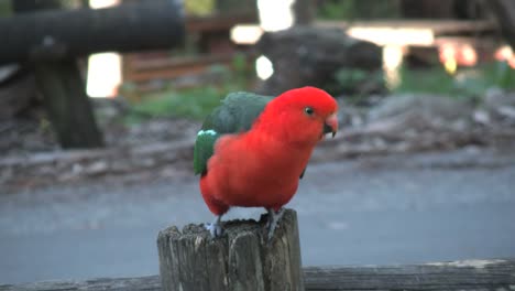 Australia-Yarra-Ranges-King-Parrot-On-Post