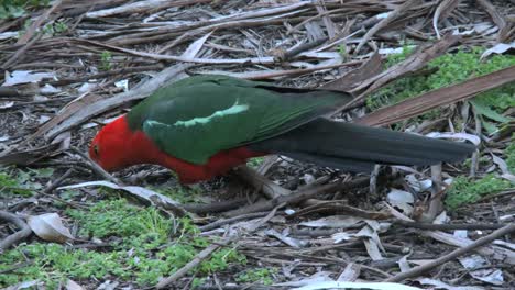 Australia-Yarra-Rangos-Rey-Loro-Picoteando-En-El-Suelo