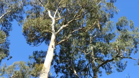 Australien-Yarra-Ranges-National-Park-Gum-Forest-Kippen