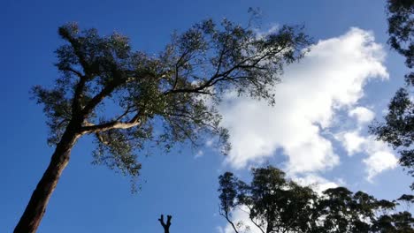 Australia-Yarra-Ranges-Gum-Tree-And-Clouds-Zoom-In