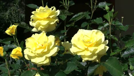 Australia-Yellow-Roses