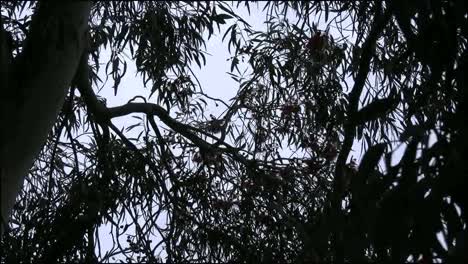 Australia-Bird-In-Gum-Tree