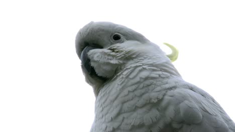 Australia-Cockatoo-Head