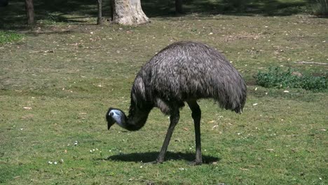 Australia-Emu-Comiendo-Hierba