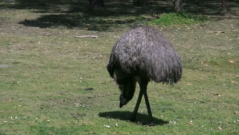 Australia-Emu-Comiendo-En-El-Suelo